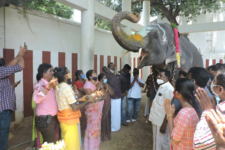 Special pooja for elephant Lakshmi in honor of Chaturthi