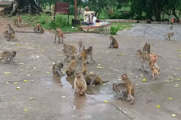 Terror of monkeys in Kundeshwar temple in Tikamgarh