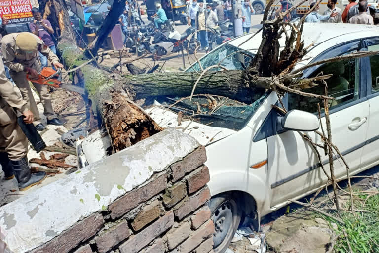 Tree fell on car in Solan