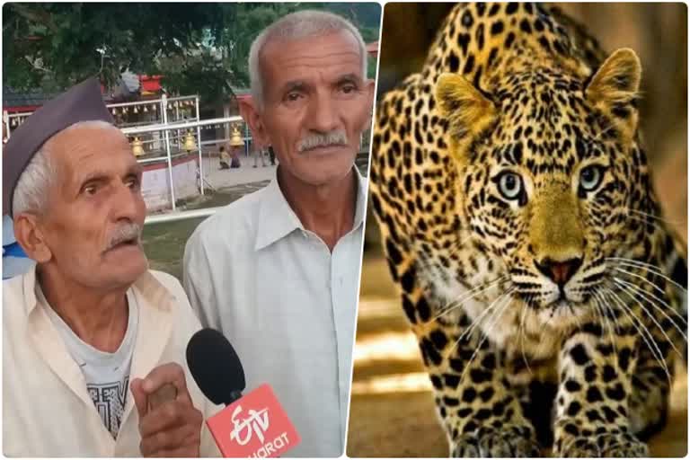 Pratapnagar leopard News