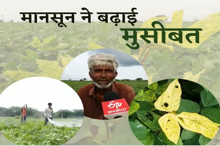 crops condition due to rain in bhilwara,  rain in bhilwara, rajasthan weather update