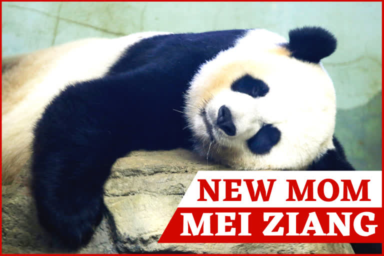 Giant panda Mei Xiang