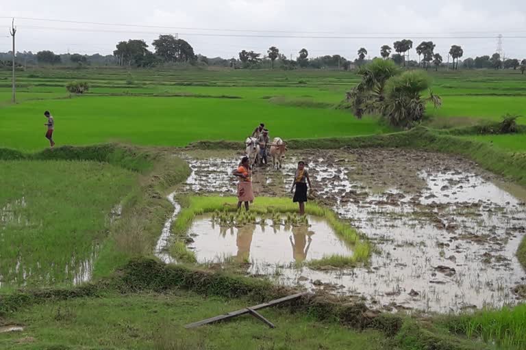 Purulia farmers