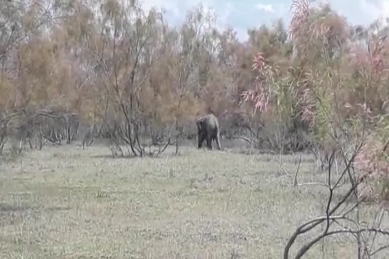 One Wild Elephant Recovered At Teok Jorhat District