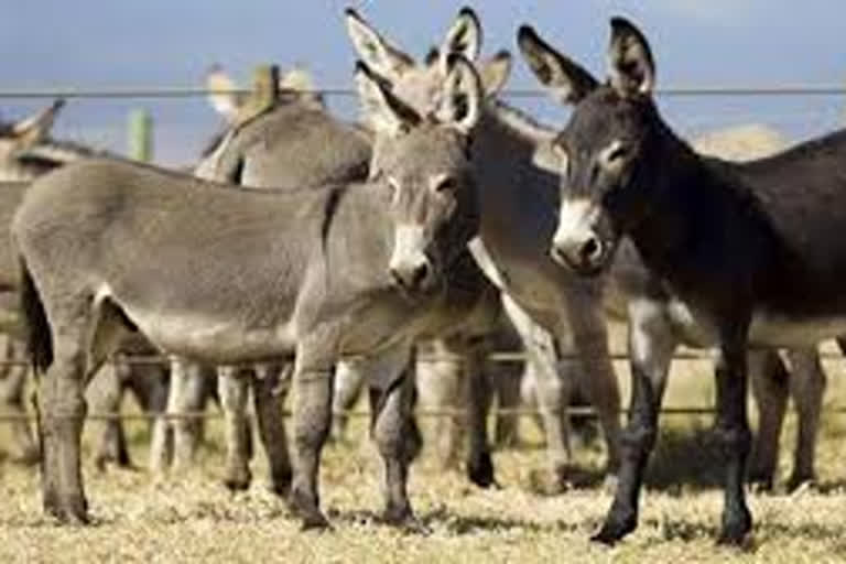 donkey milk dairy hisar