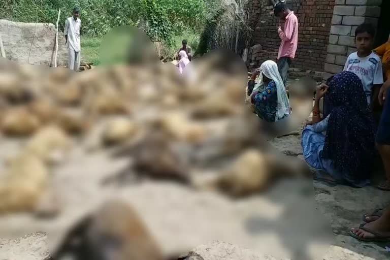 Dogs killed 65 sheep in panipat