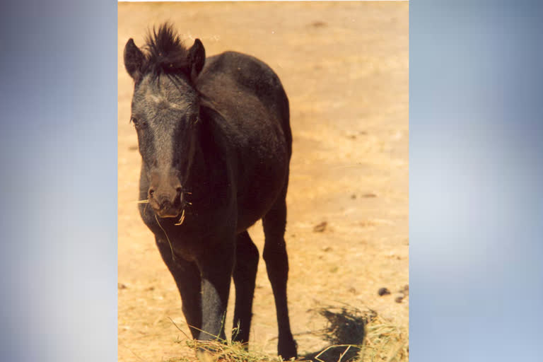 extinct Chamurthy horses