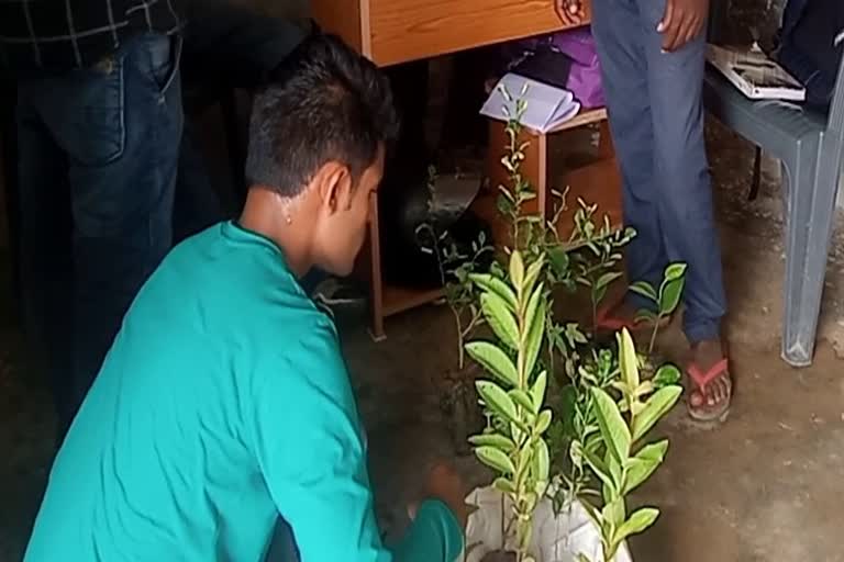 plant-distribution-in-village-of-surajpur