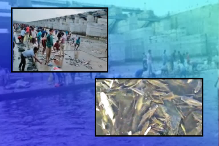 fish struck at parvathi barrage gates in peddapalli district