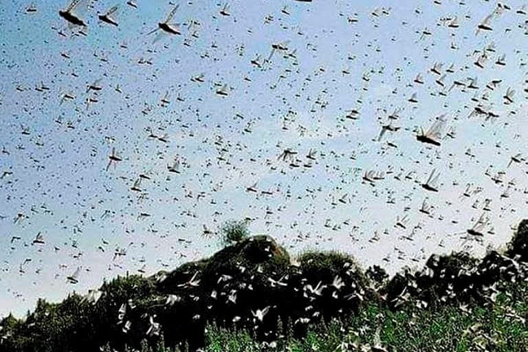 Locust control measures over 5.66 lakh hectares in 10 states so far: Centre