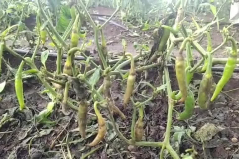 nandurbar latest news  nandurbar chili production news  nandurbar chili disease news  नंदुरबार लेटेस्ट न्यूज  नंदुरबार शेतीविषयक न्यूज  नंदुरबार मिरची उत्पादन  नंदुरबार मिरचीवरील रोग  nandurbar farming news