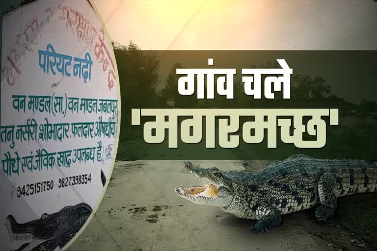 villagers panic due to crocodile in jabalpur