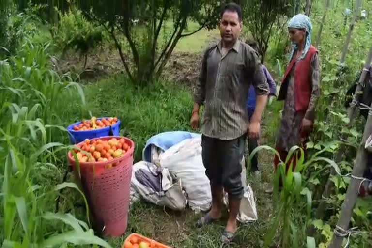 Farmers happy due to good tomato crop in Jyestha Panchayat of kullu