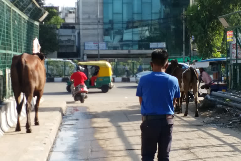 Stray animals roam the streets in Sitapuri Colony of west delhi