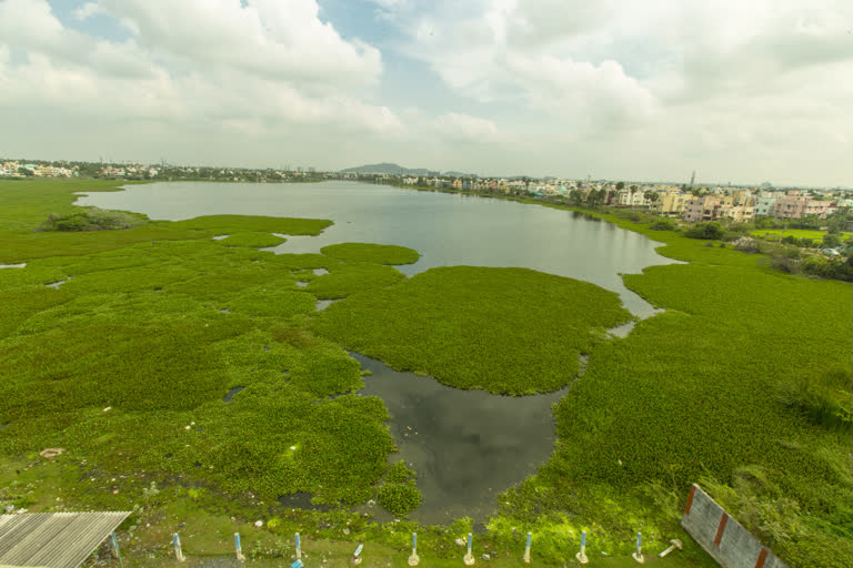 செம்பாக்கம் ஏரியில் நடைபெறும் தூய்மைப் பணிகள்