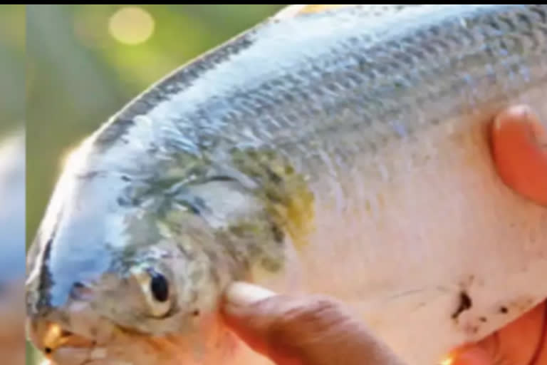 Pulsa fish sales  at Gautami Bridge