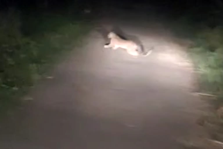 Video of leopard viral in Bilaspur