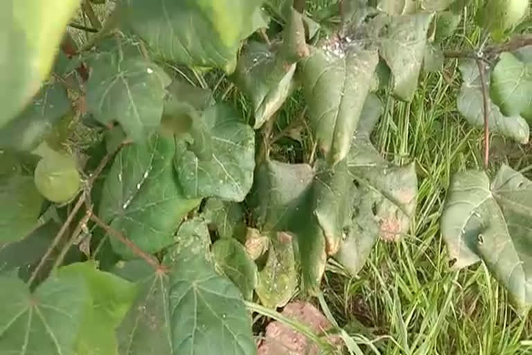 attack of white fly on cotton crop in ambala