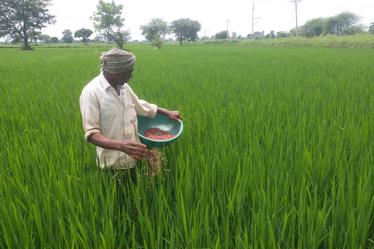 Farmers upset due to lack of fertilizer in Dhamtari