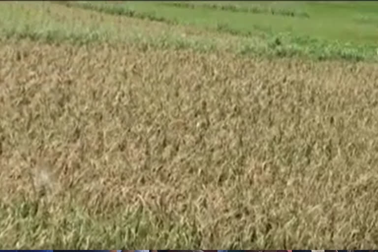 paddy crop damaged at magallu