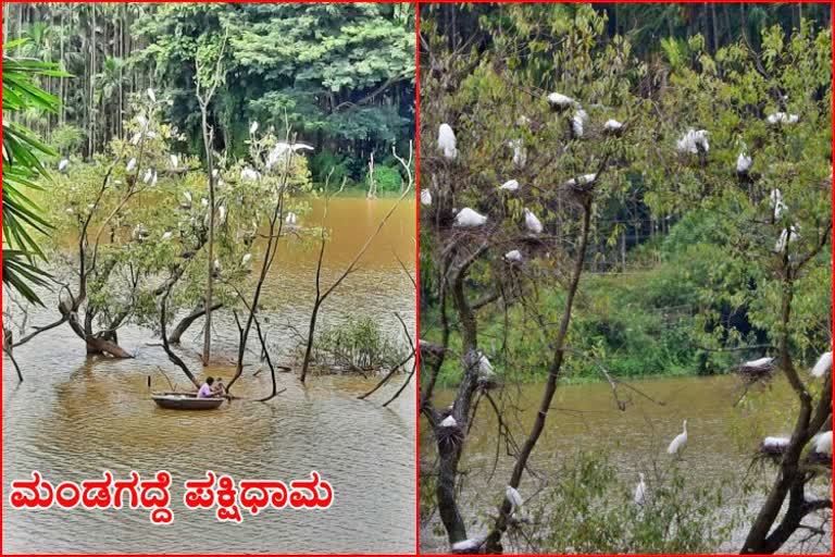 mandagadde-bird-sanctuary