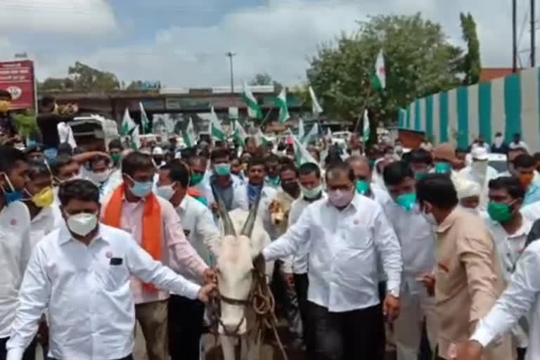 satara : Raju Shetty's agitation for milk price