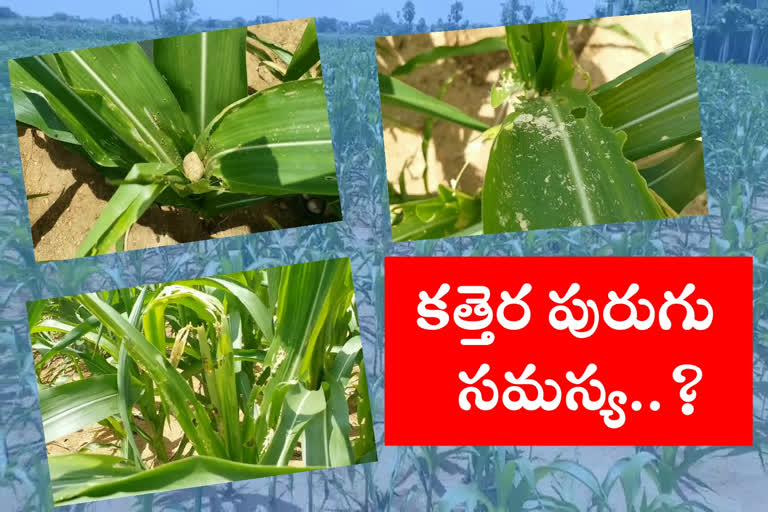 scissor mite control in corn