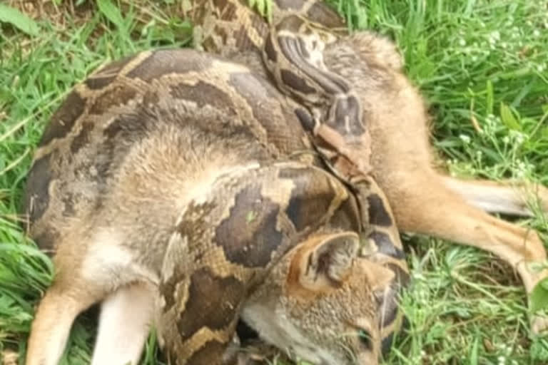 Tumkur A python killed by choking a fox