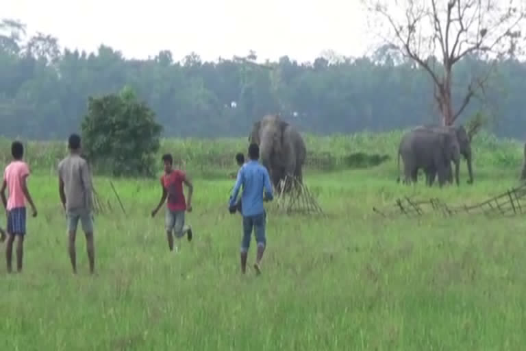 Wild elephant in Hojai