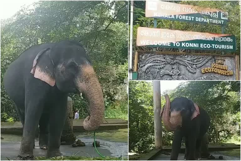 konni elephant cave  കോന്നി ആനത്താവളം  ഇക്കോ ടൂറിസം സെന്‍ററിലെ ആനകൾ