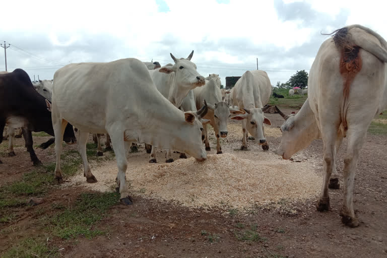 Youth came forward to feed the cows