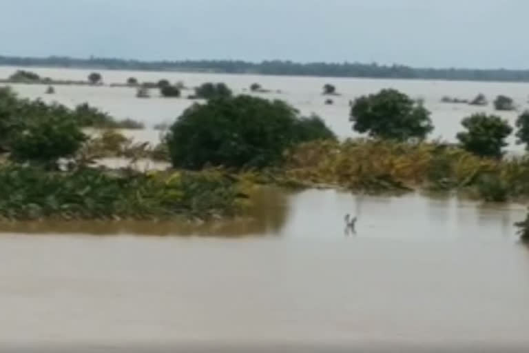 due to floods crops in east godavari dst are damaged