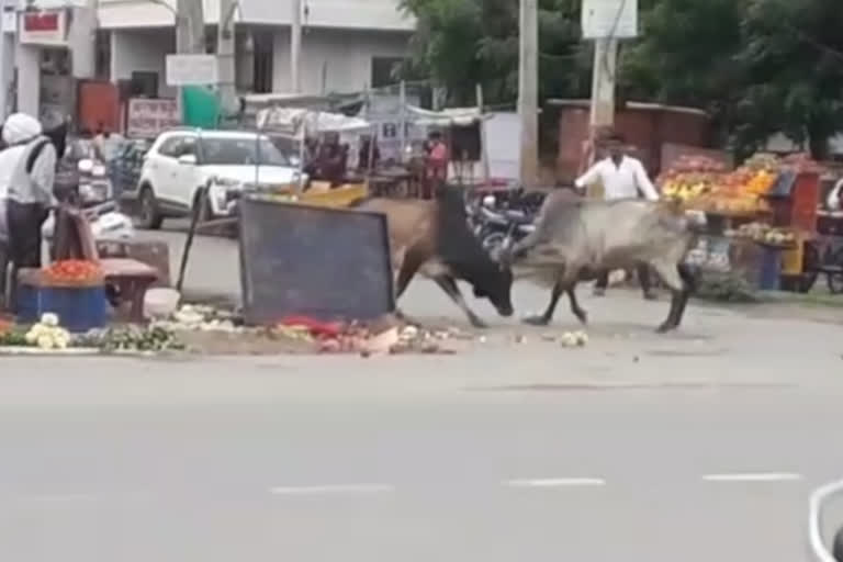 अजमेर में आवारा पशु,  ajmer news,  rajasthan news,  etvbharat news,  rajasthan hindi news,  accidents in ajmer,  आवारा पशु से परेशान,  अजमेर नगर निगम,  अजमेर कांजी हाउस