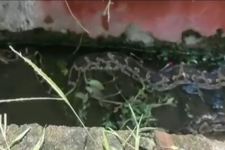 sweepers-caught-5-fit-python-in-dhanbad