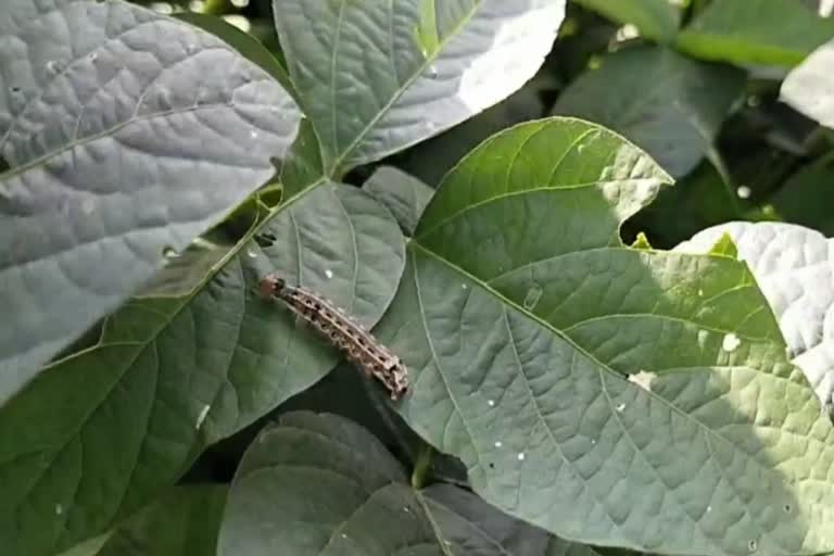 अळी प्रादुर्भाव बीड