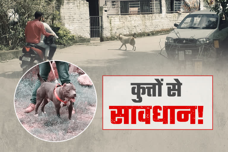 special story on dog bite cases in bilaspur