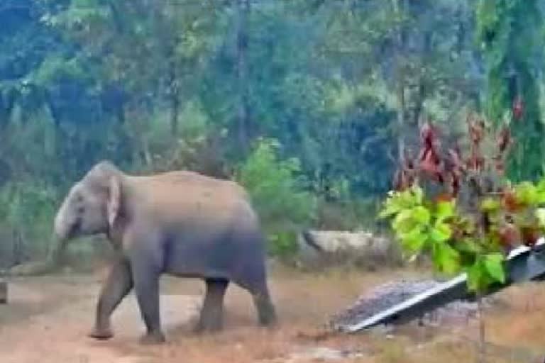 elephants-killed-a-young-man-in-east-singhbhum