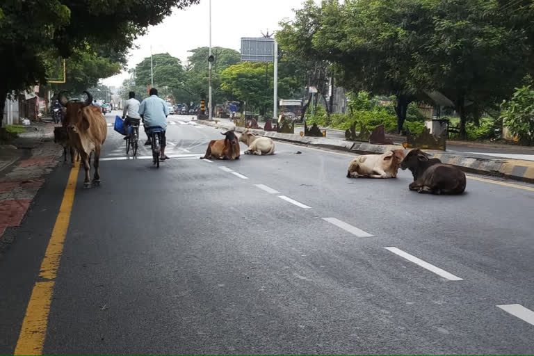 સંઘપ્રદેશ દમણના માર્ગો પર રખડતા ઢોરનો ત્રાસ