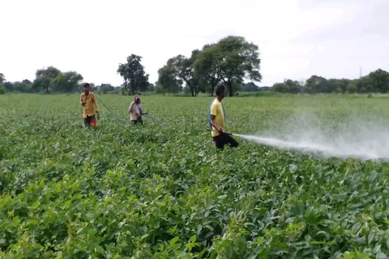 worm-attacks-on-crops-in-mandsaur