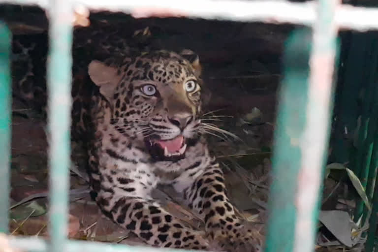 Leopard caged at Maligaon