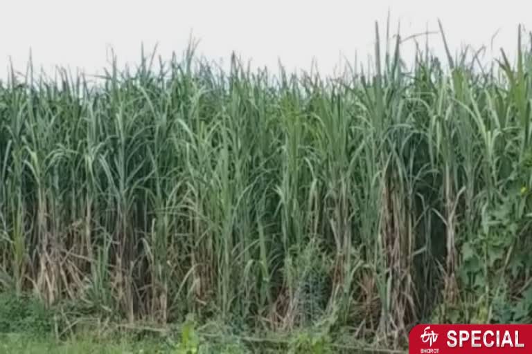 farmers are not interested in sugarcane cultivation in gorakhpur