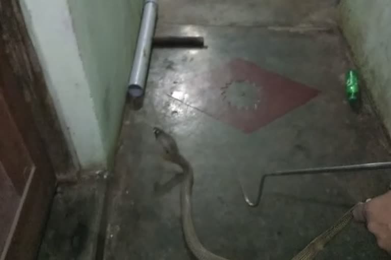 a cobra snake rescue from house