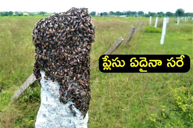 honey-bees-new-trend-in-medak-district