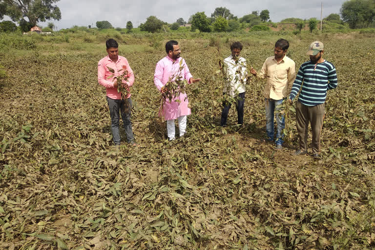 Soybean crop wasted due to excess rain, farmers are demanding compensation