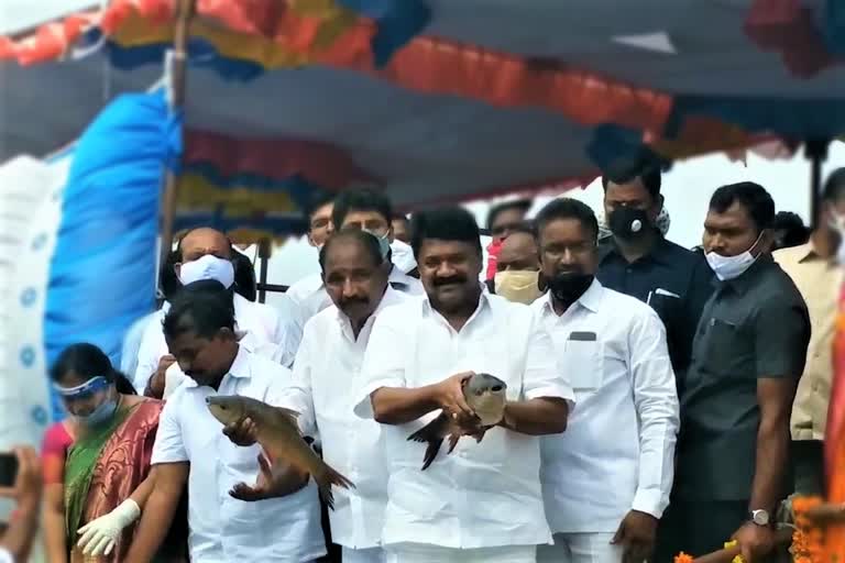 minister-talasani-srinivas-yadav-fishes-distribution-in-tirumalagiri-at-nalgonda-district