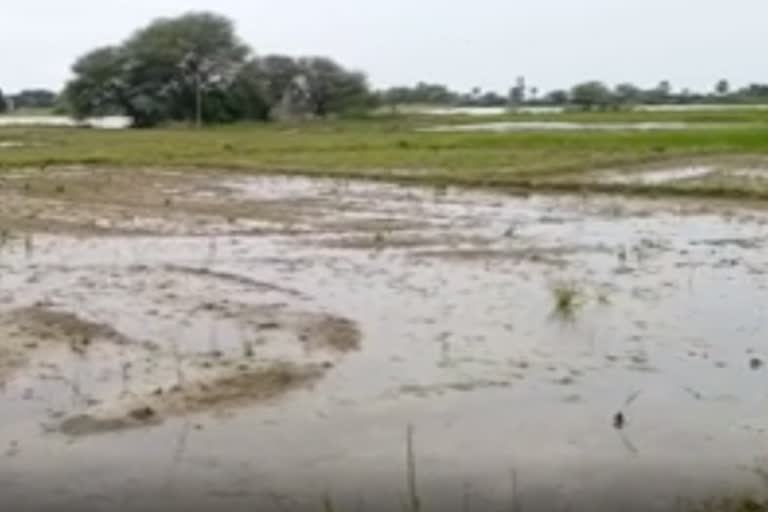 crop damaged due to heavy rains in jayashanker bhupalapally