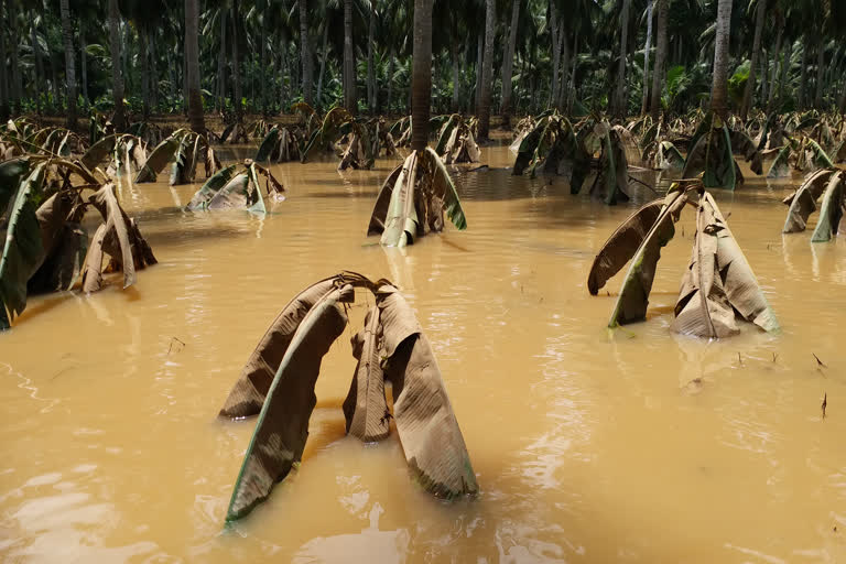 crops damaged due to godavari floods 2020