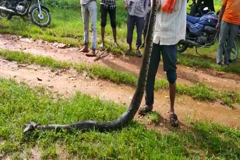 Python found in a village of alirajpur