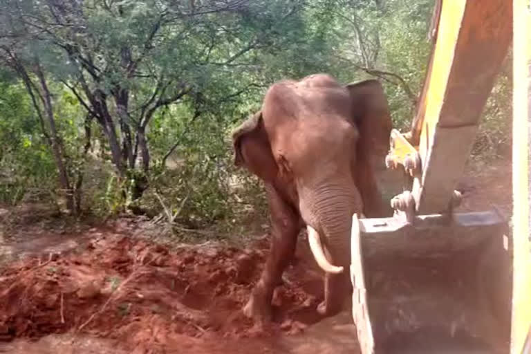 A forest guard rescuing an elephant from a roadside crash