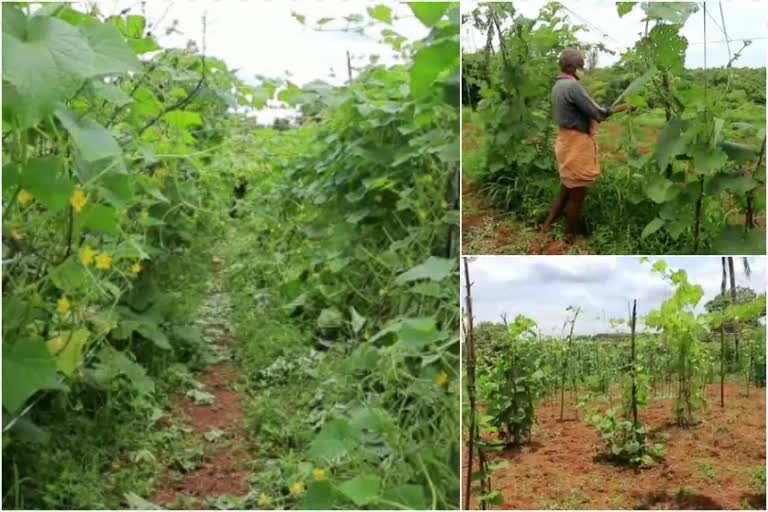 സുഭിക്ഷ കേരളം പദ്ധതി; വിജയം കെയ്‌ത്‌ ആന്തൂർ നഗരസഭ  സുഭിക്ഷ കേരളം പദ്ധതി  ആന്തൂർ നഗരസഭ  subhiksha keralam project anthoor municipality  subhiksha keralam project